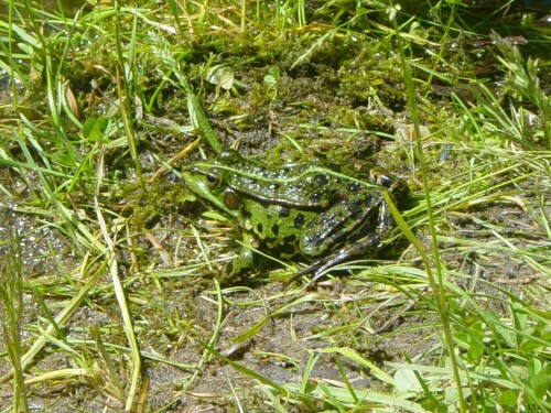 Frosch am Teich

Aufnameort: Jugendnaturschutzakademie (JNA) Brückentin
Kamera: Sony Cybershot 3.2