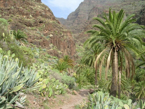 

Aufnameort: Valle Gran Rey -  La Gomera
