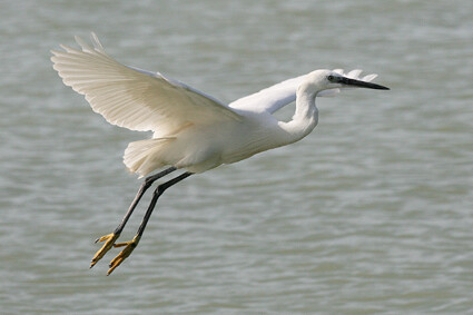 

Aufnameort: ungarn balaton
