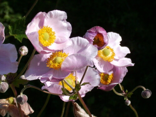 anemone-x-hybrida-173.jpeg