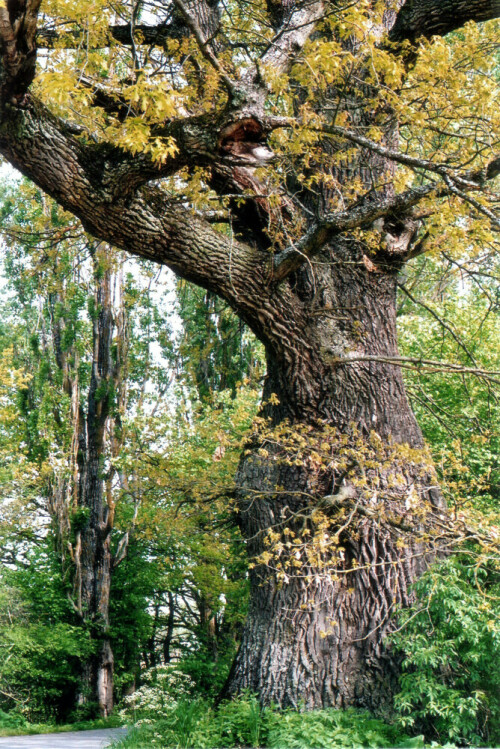 Das lange Sterben der Riesen: Der dickste Baum im Landkreis Tübingen - sein Stamm misst sage und schreibe 7,20 Meter! - ist infolge von Blitzeinschlägen und Astbrüchen bereits schwer geschädigt. Doch unverdrossen treibt der vielleicht schon 500-jährige Veteran im Frühling seine Blätter aus.

Aufnameort: Starzach-Wachendorf, Lreis Tübingen
Kamera: Yashica FX-D, Bj. 1980; Obj. 50 mm