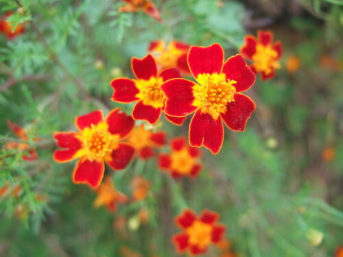 tagetes-2121.jpeg