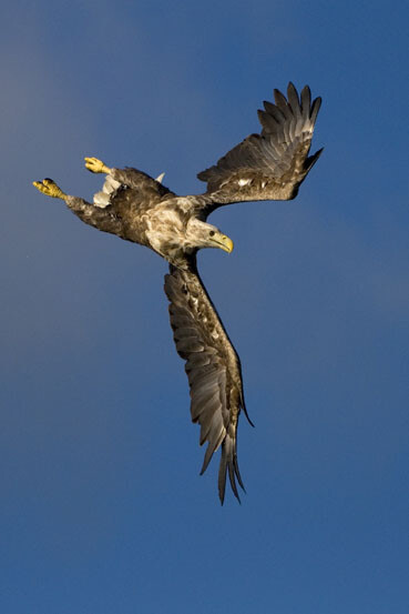 seeadler-im-sturzflug-386.jpeg