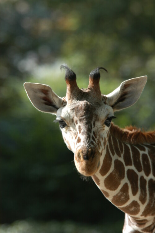 junge-giraffe-118.jpeg