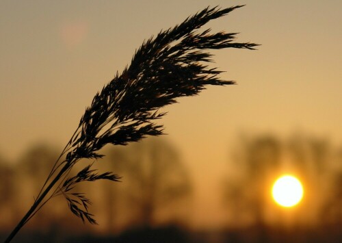 Sonnenaufgang im norddeutschen Bothel / bei Rotenburg (Wümme).

Aufnameort: Bothel
Kamera: Sony Cybershot R1