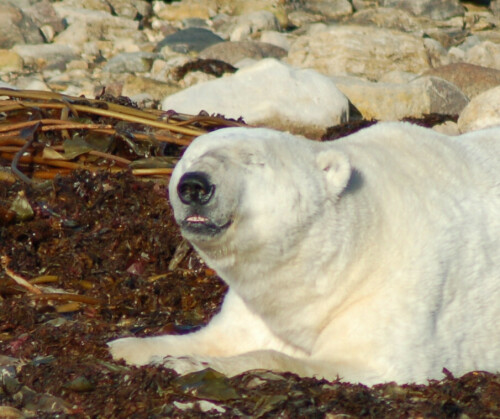 Ein Eisbär wartet an der Küste der Hudson Bay darauf, dass das Meer zufriert.

Aufnameort: Churchill, Kanada
Kamera: Canon