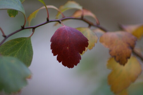 

Aufnameort: Kirchheimbolanden
Kamera: SONY Alpha 100