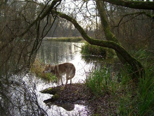 Saarloo-Wolfhund Rüde

Aufnameort: Burkheim
Kamera: Jenoptik 8.0