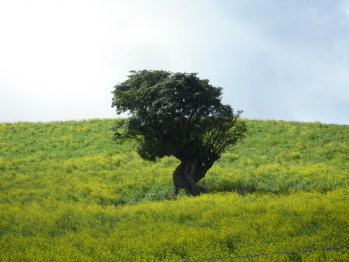 

Aufnameort: Costa Rica, Irazu
Kamera: NiKON D80