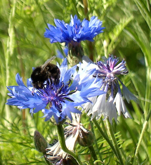 hummel-besucht-kornblume-6140.jpeg