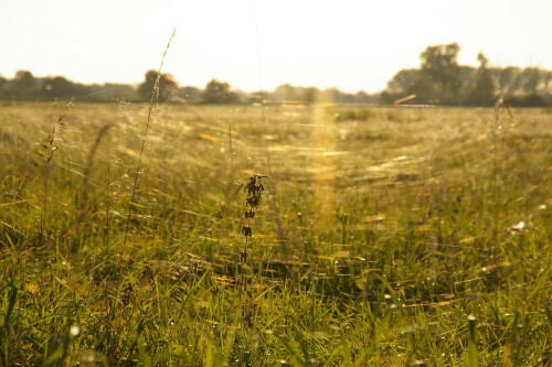 altweibersommer-13641.jpeg