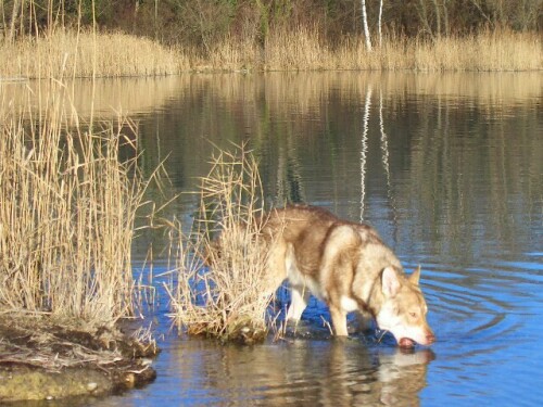 saarloos-wolfhund-3705.jpeg