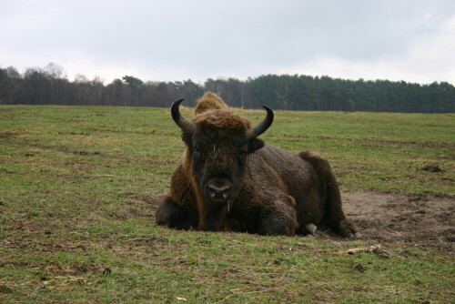 

Aufnameort: Wildpark Schorfheide
Kamera: EOS 300D