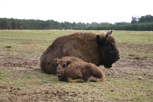 wisent-mit-jungtier-861.jpeg