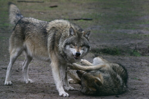 Wenn jetzt keine Ruhe im Rudel herrscht!!

Aufnameort: Wildpark Schorfheide
Kamera: EOS 300D