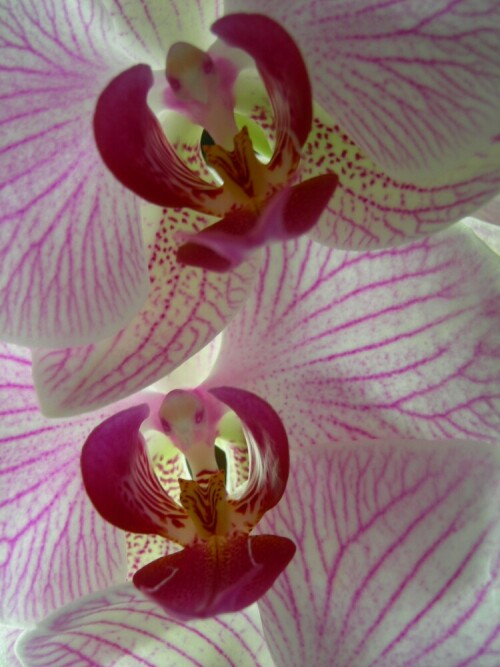 orchidee-rosa-2712.jpeg