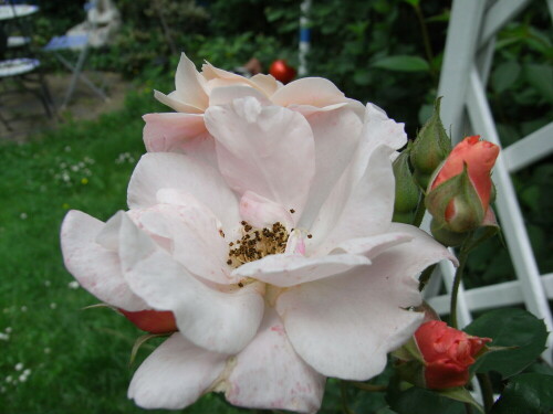 Rosen

Aufnameort: Berlin -Lichterfelde
