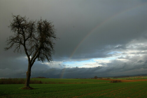 regenbogen-baum-1187.jpeg