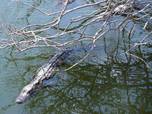 alligator-3084787ff7ec885b7a7c.jpeg