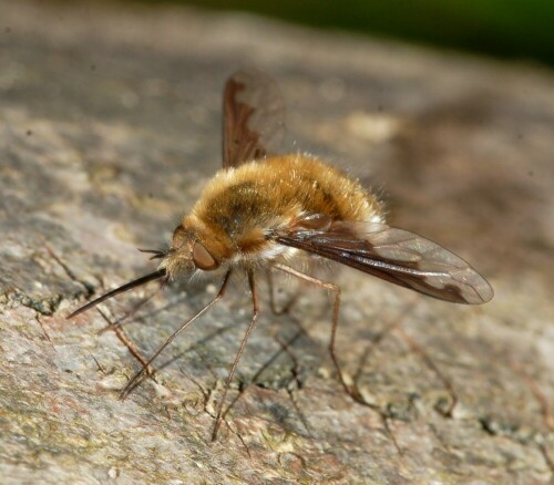 Die Große Wollweber-Fliege ruht sich aus

Aufnameort: Iller-Auwald bei Fluß Kilometer 15,6 nahe Vöhringen/Bayern
Kamera: Nikon D 50