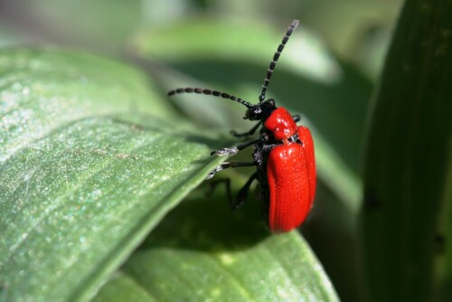 Das Lilienhähnchen ist der verbreitetste Lilien-Schädling in Europa.

Aufnameort: Garten
Kamera: Canon EOS 450D