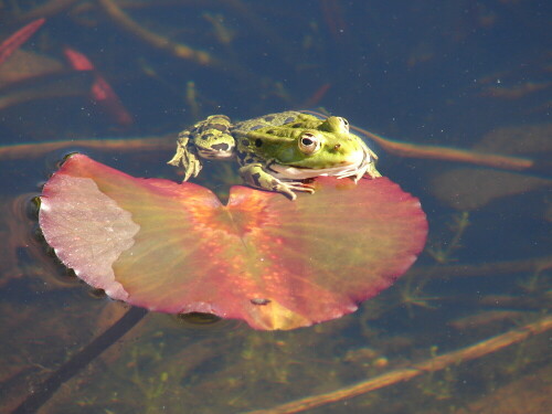 Ein Frosch in der Aprilsonne auf einem Seerosenblatt

Aufnameort: Weinheim, Teich im Schau- und Sichtungsgarten Herrmannshof
Kamera: Sony Cybershot DSC-H1