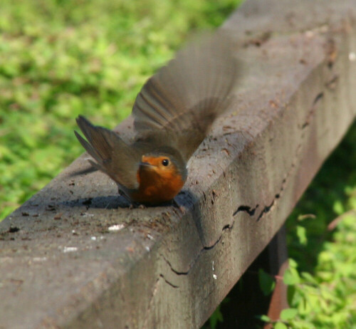 

Aufnameort: Altes Land
Kamera: Canon Eos 350D