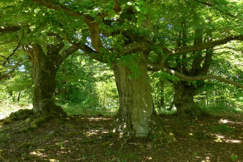 Hutebuchen im Sommer

Aufnameort: Naturpark Kellerwald
Kamera: Lumix FZ30