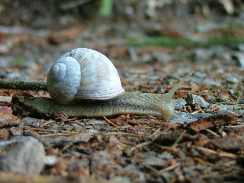 Helix pomatia

Aufnameort: Hafenlohrtal - Dianateiche -Bayerischer Spessart
