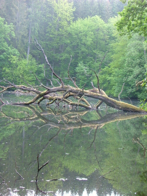 Fischteich

Aufnameort: Hafenlohrtal - Dianateiche -Bayerischer Spessart
