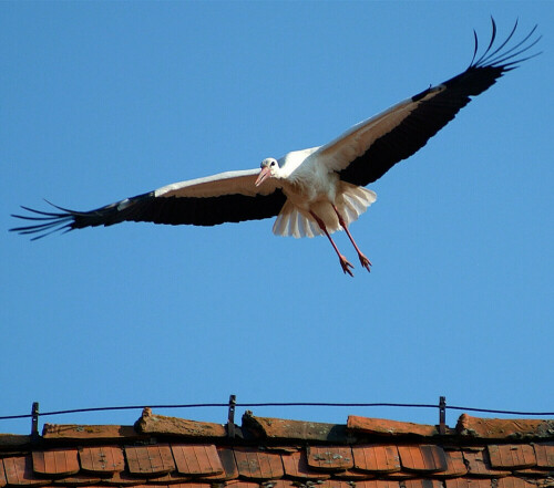 Die Aufnahme entstand in der Nähe von Wegorzewo, dem früheren Angerburg in Masuren. Der Storch startet gerade vom Dach eines alten Hauses. Da musste ich einfach draufhalten.

Aufnameort: bei Wegorzewo
Kamera: Fuji Finepix S3 Pro