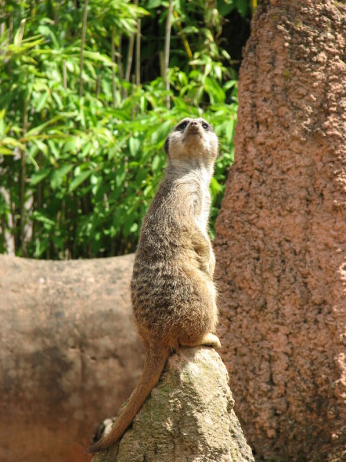 Erdmännchen auf Beobachtungsposten

Aufnameort: Zoo Hannover
Kamera: Canon PowerShot S3 IS