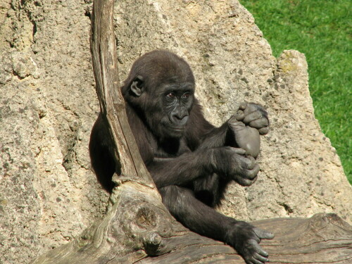 Junger Gorilla beim Relaxen

Aufnameort: Zoo Hannover
Kamera: Canon PowerShot S3 IS