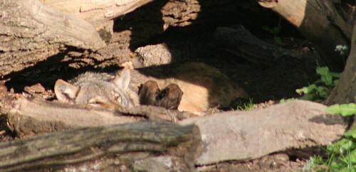 Während der Wolfstage am 13.05.2007 wurden diese Jungwölfe im Wolfsgehege im Saupark in Springe geboren. Die Wölfe leben dort mit Bären zusammen im Gehege und die Wölfin kam nicht mehr in die Wolfsruhezone, so das sie für uns Zuschauer einen wunderbaren Platz für die Geburt Ihrer Jungen gefunden hatte.

Aufnameort: Wisentgehege Springe
Kamera: Canon Eos 350D