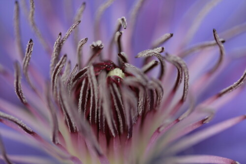 Die Waldreben, auch Clematis oder Klematis genannt, sind eine Gattung hauptsächlich von Kletterpflanzen mit über 200 Arten aus der Familie der Hahnenfußgewächse (Ranunculaceae).

Aufnameort: Garten
Kamera: EOS 450