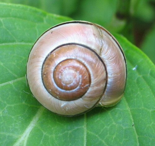 gartenbanderschnecke-cepea-hortensis-9959.jpeg