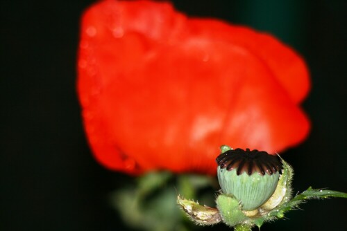 

Aufnameort: Garten
Kamera: EOS 450