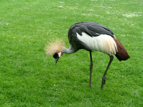 

Aufnameort: Zoo Hamburg, 28.05.2007
Kamera: Canon Power Shot A620 1/100; 4,0; 17,3mm