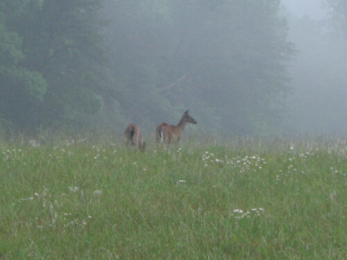 Deers im Morgennebel

Aufnameort: Smoky Mountains, USA
Kamera: Casio Exilim