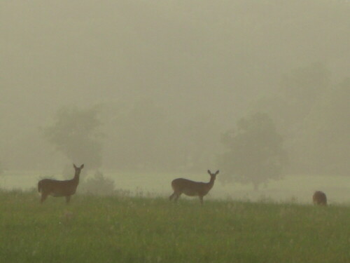 Morgenstimmung Smoky Mountains, USA

Aufnameort: USA
Kamera: Casio Exilim