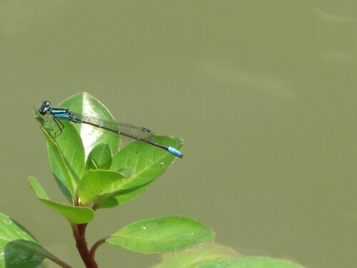 

Aufnameort: Gartenteich
Kamera: Casio Exilim