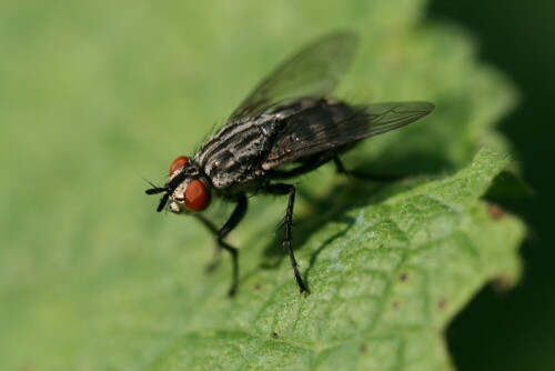 Fliegen zu fotografieren ist nicht ganz so einfach. Da sie mit ihren Facettenaugen sehr gut sehen können, sind sie meist schon verschwunden ehe man den Auslöser gedrückt hat. Diese Fliege war wohl in der Sonne eingeschlafen, denn sie blieb beim fotografieren ruhig sitzen.

Aufnameort: Garten
Kamera: EOS 400D