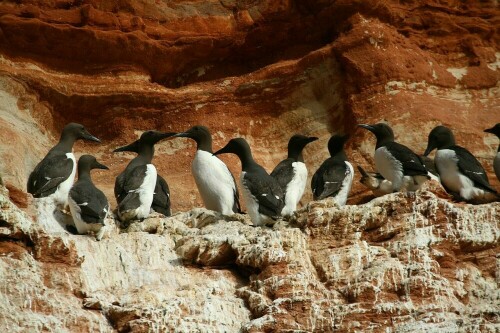 Trottellummen am Brutfels

Aufnameort: Helgoland
Kamera: Canon 400D