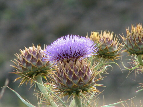 Distelblüten am Wegesrand

Aufnameort: La Gomera
Kamera: Canon PowerShot S3 IS