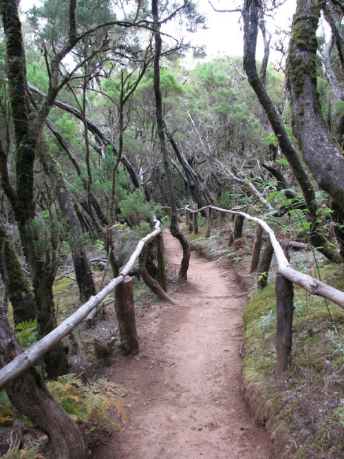 Ein Wanderpfad im Nationalpark ( UNESCO-Welterbe ) von La Gomera

Aufnameort: s.o.
Kamera: Canon PowerShot S3 IS