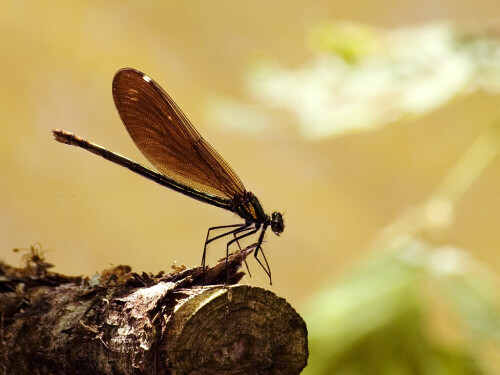 'Calopteryx virgo' - In einer Waldlichtung am kleinen Flüsschen versammelten sich einige Libellen

Aufnameort: DK - an der Linding Au /Westjütland
Kamera: Fuji FinePix S2 Pro