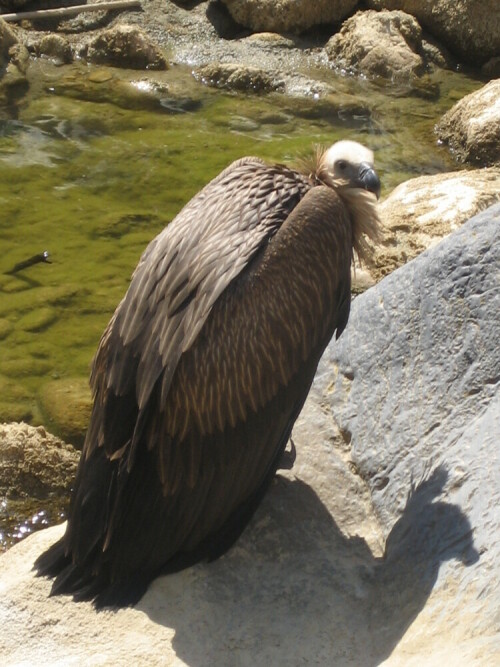 Bei einem Ausflug auf Kreta habe ich diesen Vogel gesehen. Er war gerade dabei sich zu einer MAlzeit vorzubereiten...

Aufnameort: Kreta
Kamera: Canon