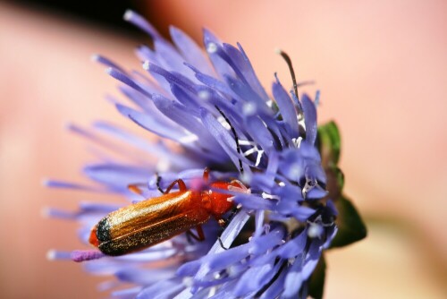 Dieser Weichkäfer hat sich bis zum Blütenpollen durchgewühlt, was für das kleine Tierchen wahrlich nicht ganz so einfach war.

Aufnameort: Dänemark
Kamera: EOS 400D