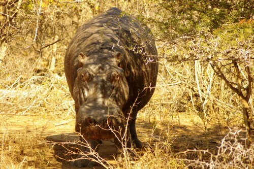 ...und wer erkennt das Hippo(Nilpferd) ???

Aufnameort: Krüger-Nationalpark/Südafrika
Kamera: Pentax 100D