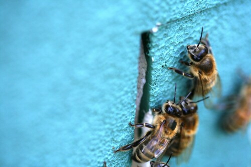 Die Imker in Dänemark haben die Bienenstöcke in Styroporkästen eingebaut und stellen diese Bienenstöcke immer dort auf, wo gerade die Blumen und Wildkräuter einer Wiese blühen. Praktisch, aber eher unnatürlich. Aber den Bienen scheint das nicht zu stören.

Aufnameort: Dänemark
Kamera: EOS 400D